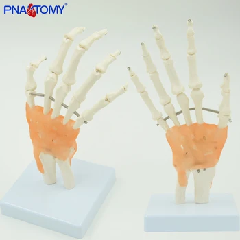 

1:1 Life size Human Hand Joint Model Hand Skeleton Bone Model Wrist Vola Palms Medical Science Teaching Supplies Educational use