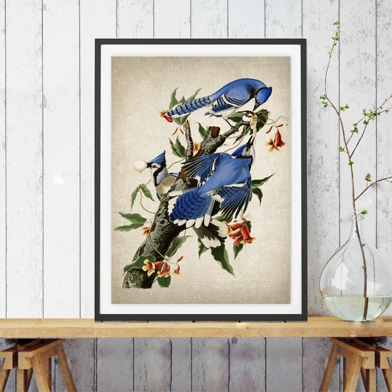 Audubon-Art-Prints-Columbia-Jays-Vintage-Bird-Illustration-Poster-Canvas-Painting-Blue-Jays-Pictures-for-Living (1)