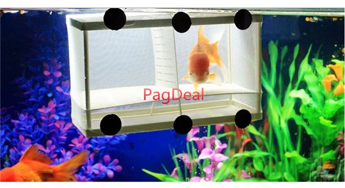 Fish Breeding Box4