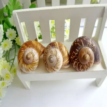 

Starfish natural conch yellow snails Snail spiro spiro 3-4 cm