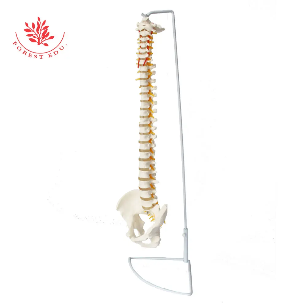Anatomical Spine Model FRT014 Life Size Spinal Cord Include Vertebrae, Nerves, Arteries, Lumbar Column Medical Science