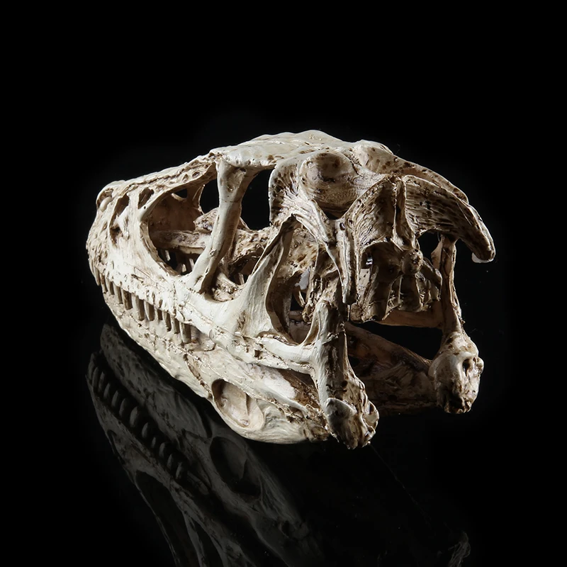 High Precision Teaching Model Dinosaur Skull Model Velociraptor Fossil Resin Skull Dinosaur Polystone Statue Skeleton Figurine