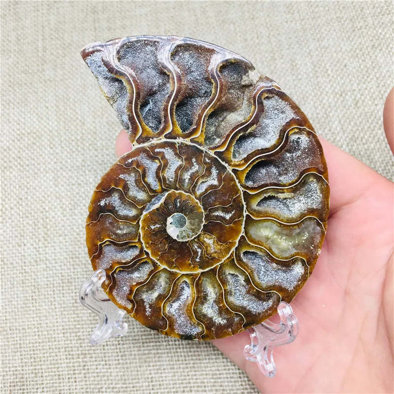 9 см натуральный аммонит PRETTY NAUTILUS Мадагаскар окаменелый с лечебным действием, образцы бесплатно+ подставка