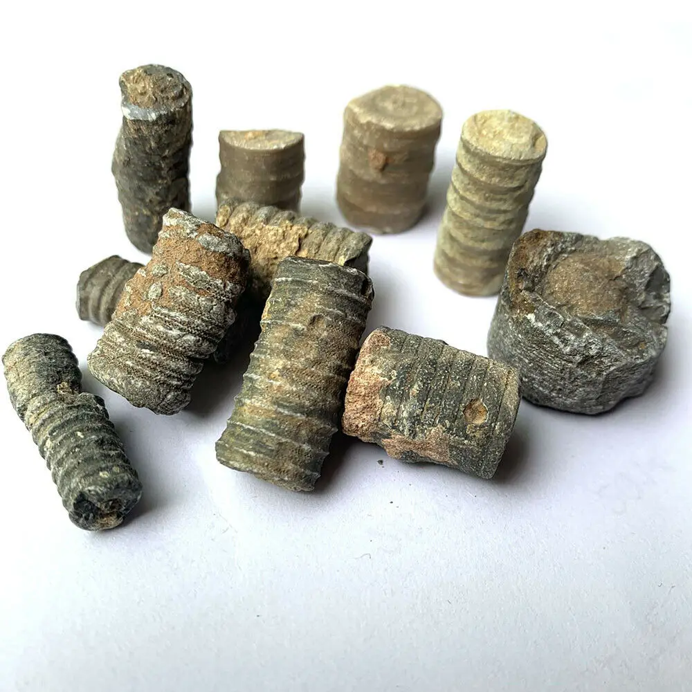 Ископаемые морские лилии Crinoid для аквариумных и террариумных коллекторов