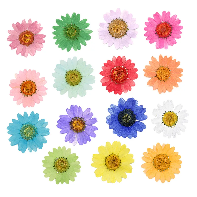 

120 Pcs Pressed Press Dried Daisy Dry Flower Plants For Epoxy Resin Pendant Necklace Jewelry Making Craft DIY Accessories