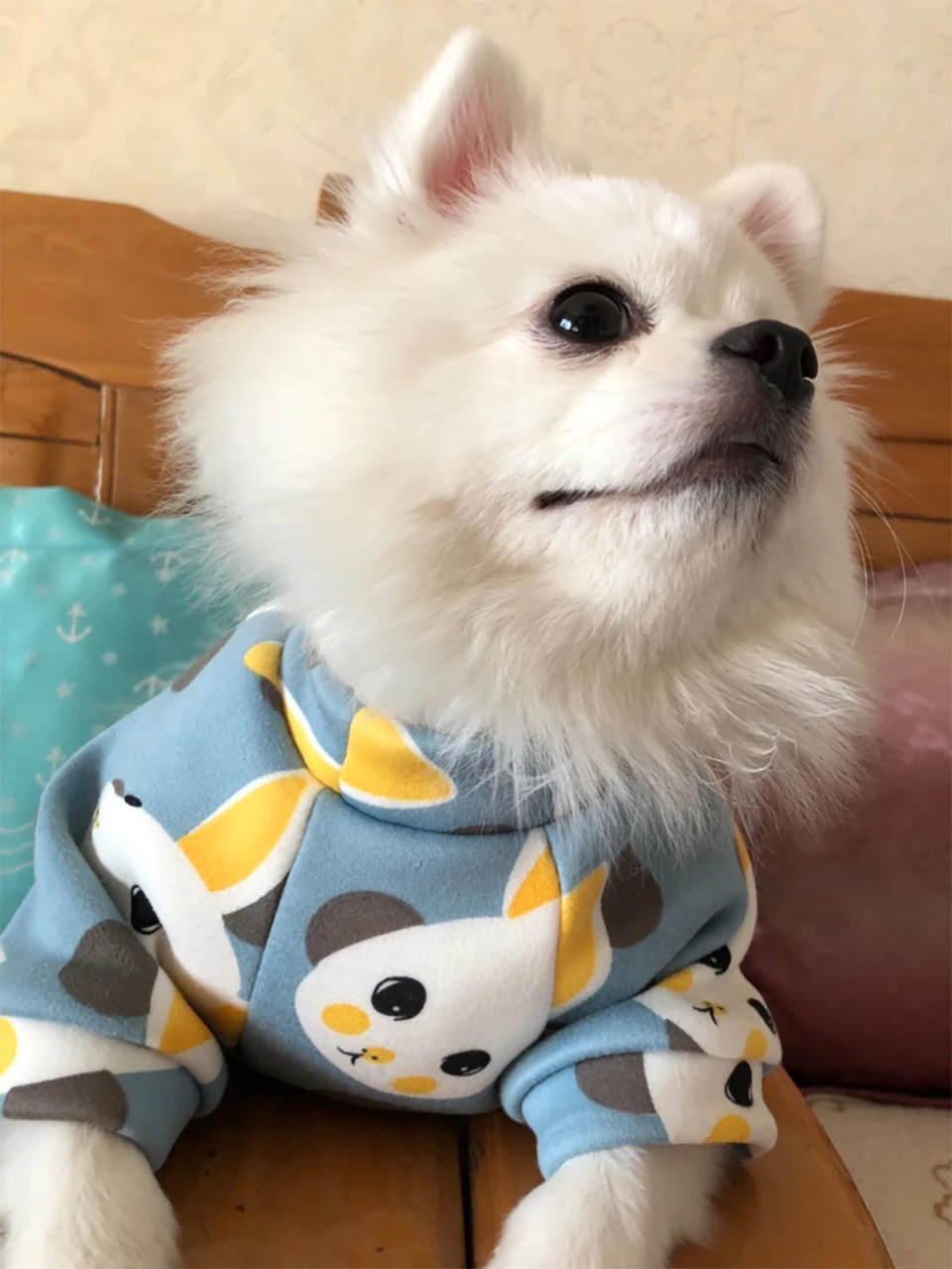 Köpek Kazağı