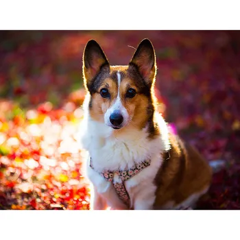 

2020 5D Diamond Embroidery dog DIY Diamond Painting Cross-Stitch 3D Diamond Mosaic Rhinestones animal Home decoration gift G387