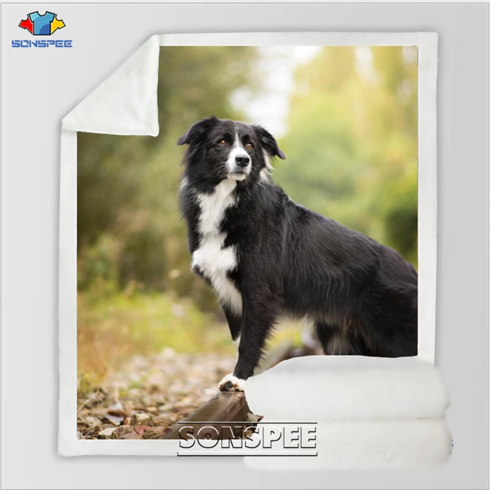 Border Collie 8
