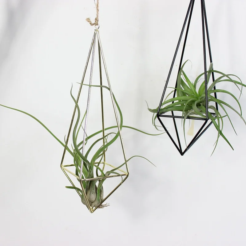 Wall Freestanding Hanging Tillandsia Air Plants Rack Rustic Metal Iron Wrought Geometric Air Plant Holder