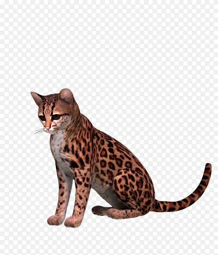 加利福尼亚的孟加拉猫