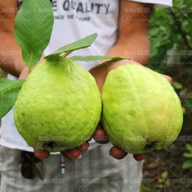 30 шт. гуава бонсай Psidium guajava бонсай фруктовое дерево многолетний редкий фруктовый горшок растения для домашнего сада посадки