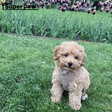 Жилет для домашних животных, регулируемый поводок, для маленьких и средних собак