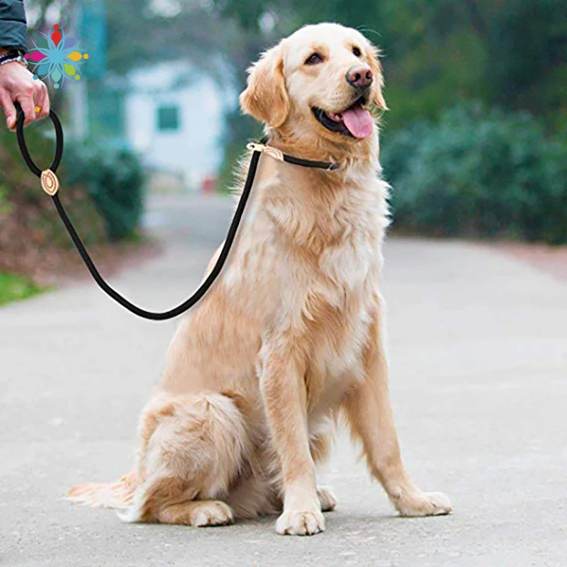 Ошейник для собак. Гулять с собакой с ошейником. Дрессировка животных. Ошейник для собак. Прогулка с собакой.