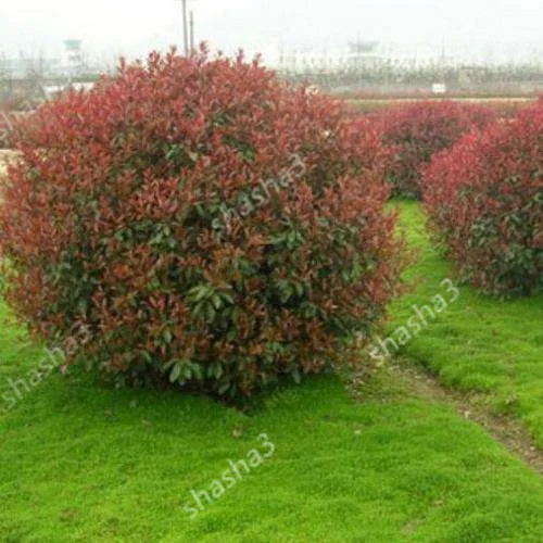 

Heather bonsai forest Photinia Red Robin speckled tree leaves hedge real locations