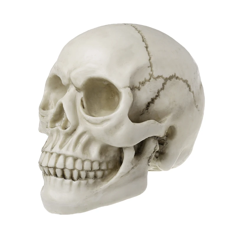 Смола Искусство человеческий череп Реплика обучающая модель медицинская
