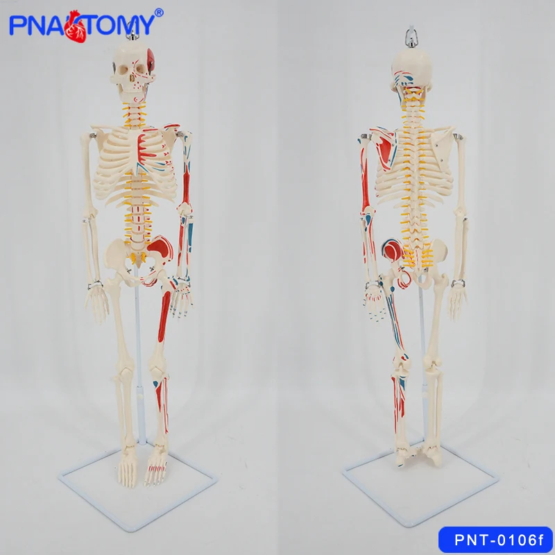 

85CM Skeleton model flexible spine arms and legs spinal nerves muscles painted with base medical teaching tool PNATOMY skull