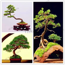 100 шт./пакет Миниатюрная сосна растения, многолетнее растение дерево бонсай сад, японский орнамент горшечных сосновые растения