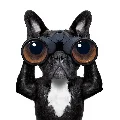 PetitPet Store