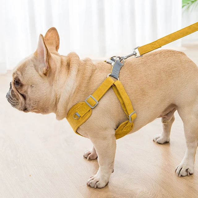 Color Combo French Bulldog Harness & Leash Set - Blue & Yellow