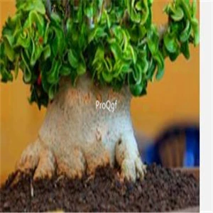 9 Ngryise комплект из 5 предметов - Цвет: 9