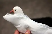 Sac de colombe à une main (fermeture à glissière) colombe apparaissant Magia magicien scène tours de magie accessoires de Gimmick accessoire colombe libération poche(China)