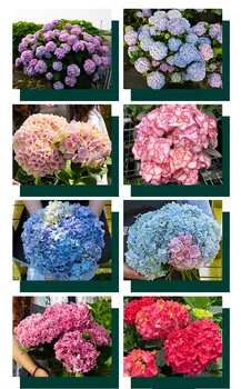 

Flower seeds (pelargonium flower seeds) hydrangea evergreen plants long flowering woody hydrangea seeds