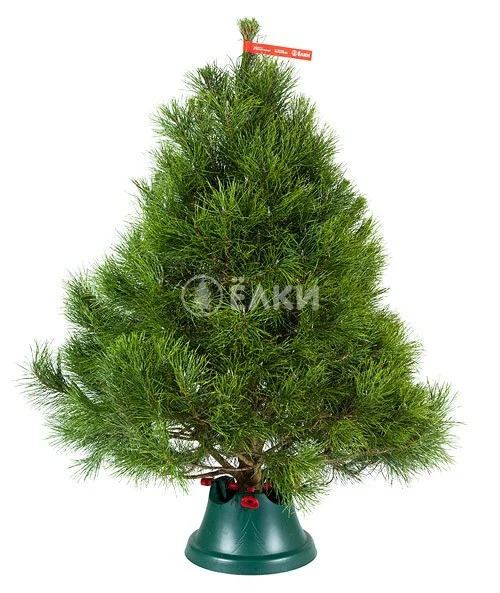 Купить Живую Елку Онлайн