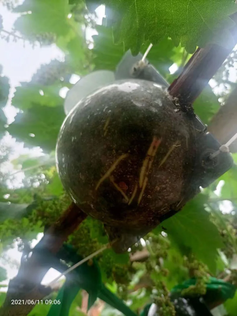 Garden Plant root growing case box tree flower Grafting Rooter Ball Rooting breeding High-pressure fruit Transparent
