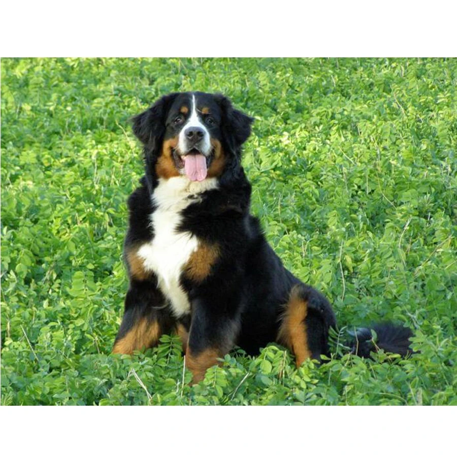 Daimond mosaic diamant Embroidery 5D rhinestone Diamond painting Bernese Mountain Dog picture Cross Stitch kits home decoration_副本