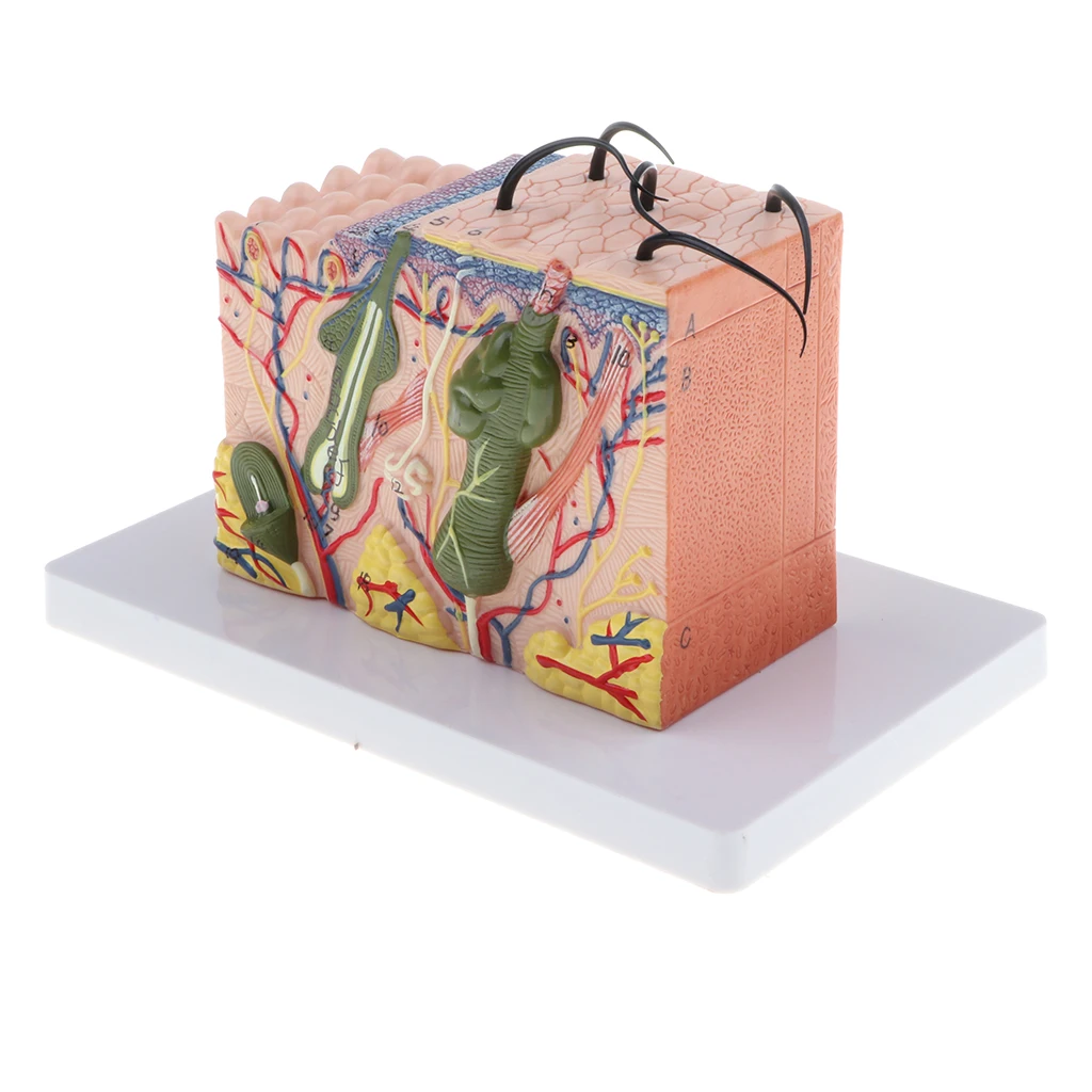 35X Magnified Human Skin Model  Dermatology Biology Teaching Aids
