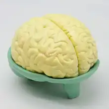 

Brain anatomy model natural big brain structure hemisphere junior high school biology teaching aids instruments learning tools