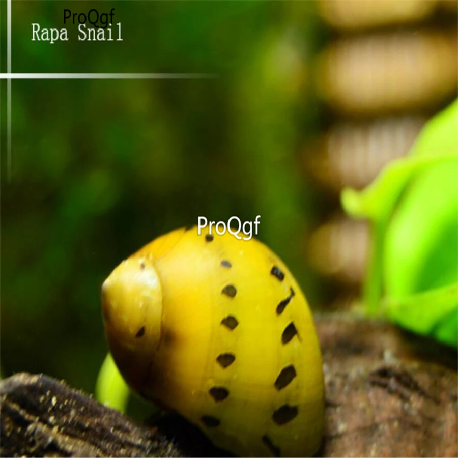 Ngryise 5 шт. набор Rapa rapa snail