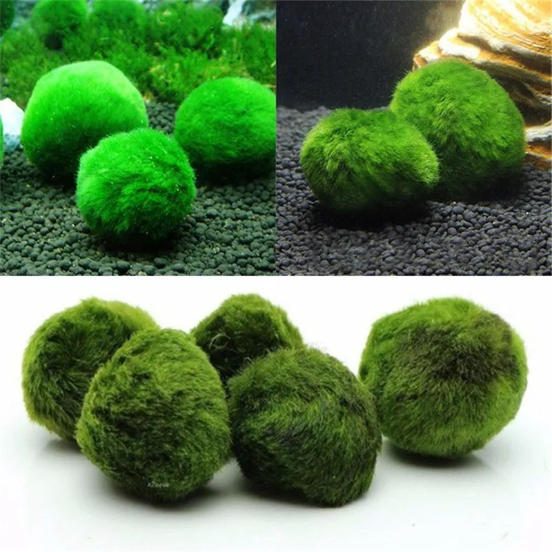 3 шт водоросли шарик декоративный растения действительно живой аквариум декоративное озеленение маленький шарик из морской водоросли 3-4 см