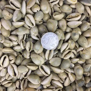 

Natural Shell Conch Beads Cowry Cowrie Tribal Jewelery Craft Conch Beads Cowry Cowrie Tribal Jewelery Craft