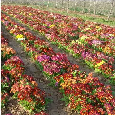 3 50 шт. настоящая Европа Primula acaulis, Примула Редкие - Цвет: 3