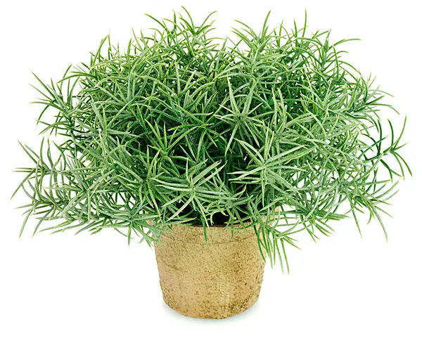 

200 Pcs/Bag Perfume Rosemary Bonsai Rosmarinus Officinalis Herb Non-GMO Ornamental Plants Yard Office Decoration Open Pollinated