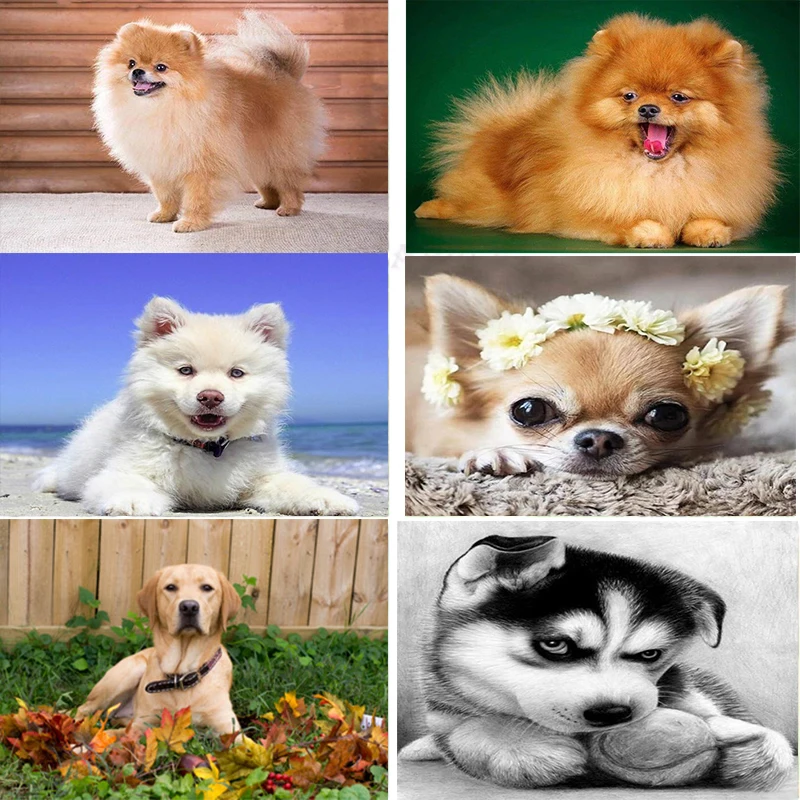 5d DIY Diamond Painting Animal Dog Full square Rhinestone Picture Home Decor Mosaic Modern Wall Art For Gift Living Room 