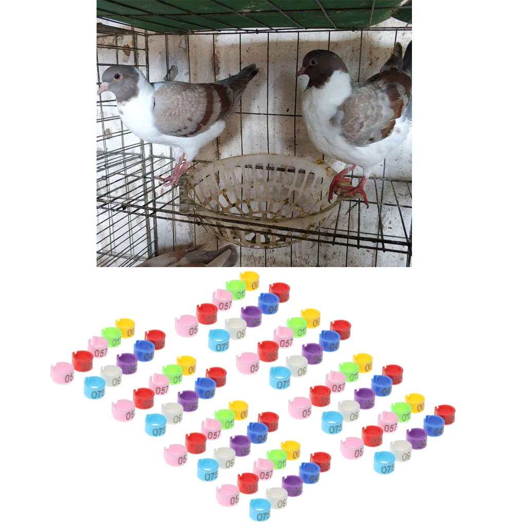 50 Pcs Identification Pigeons Band Bayonet Identification Ring Parrot Bird Opening Pigeon Foot Rings Supplies Bird Appliances