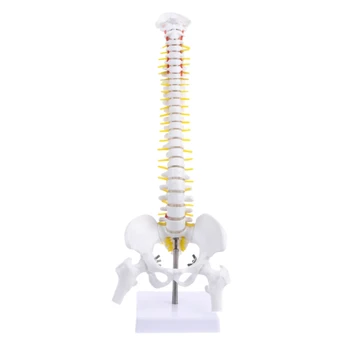 

GYTB 45Cm Flexible 1:1 Adult Lumbar Bend Spine Model Humans Skeleton Model with Spinal Disc Pelvis Model Used for Massage ,Yog