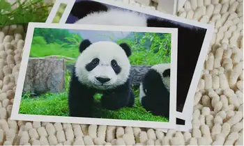 

Animal World - Animal Panda Postcards / Cards collection art lenticular recycled recordable 10.2*14.2cm 6pcs