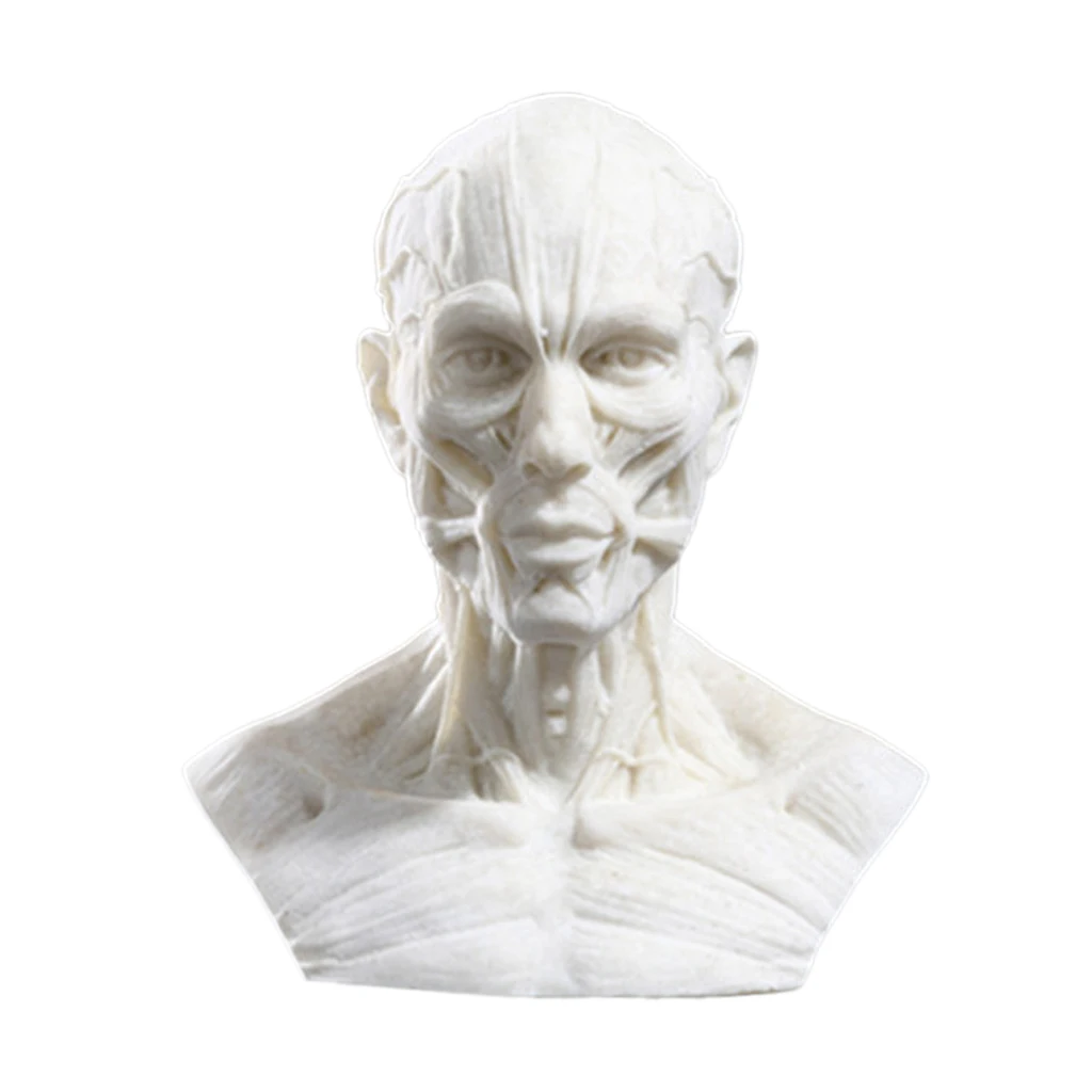 Realistic 10cm Human Model Anatomy Skull Head Muscle Bone Drawing Decor 6 Colors
