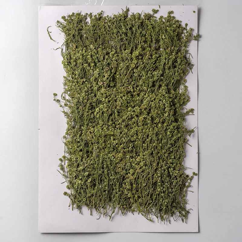 120pcs 건조 Artemisia 모세 혈관 Thunb 잎 식물 표본 상자 에폭시 수 지 보석 만들기 책갈피 얼굴 메이크업 네일 아트 공예