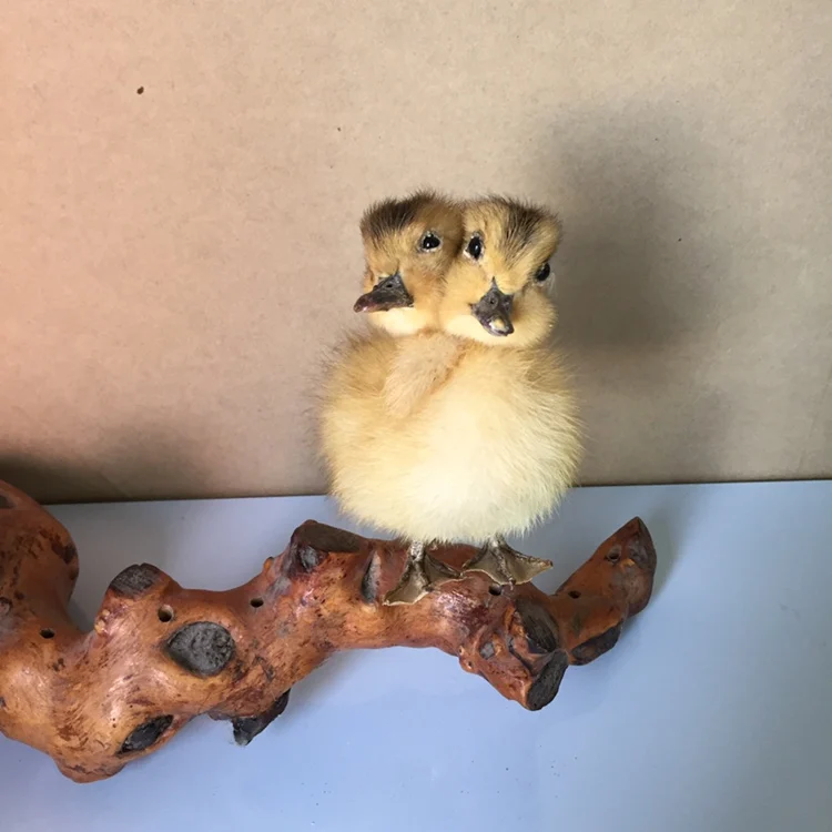 Taxidermy утка двуглавый желтый утенок oddity подарок,# a4
