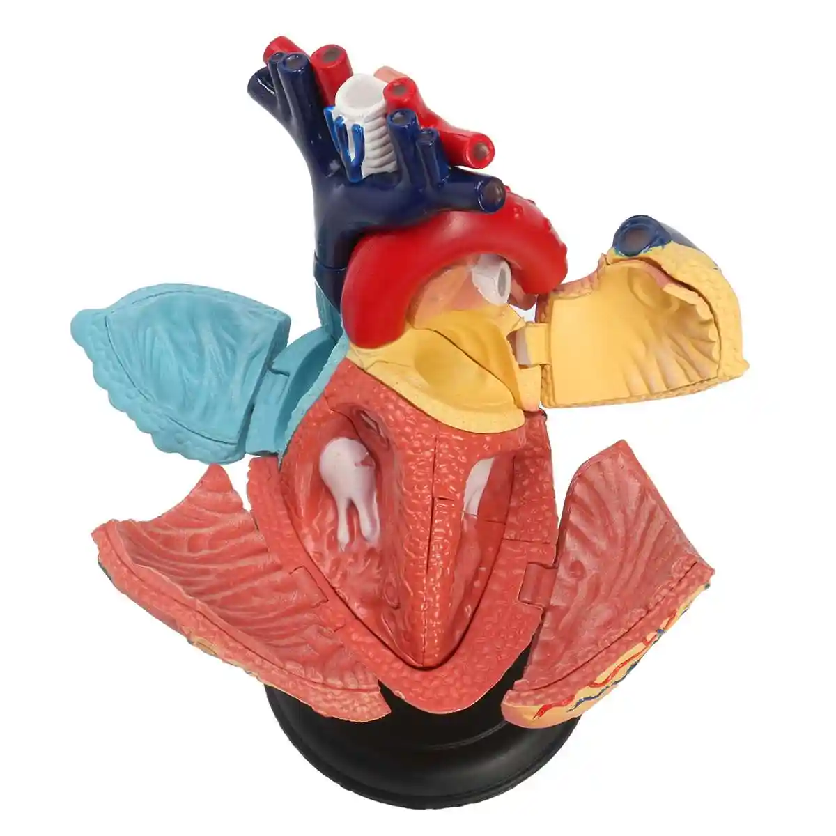4d disassembled anatomical human heart model anatomy