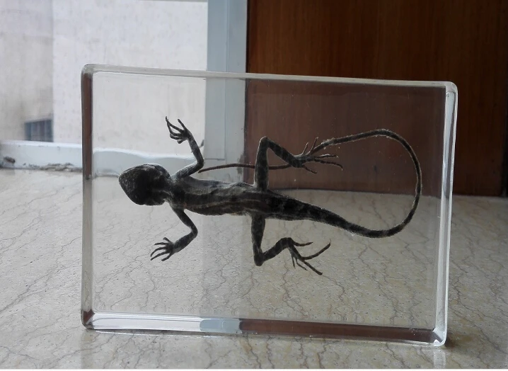 Коллекция янтарных образцов Gecko украшение для животных дома бесплатная доставка
