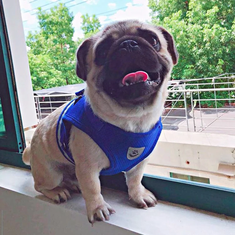 

Reflective Pet Dog Vest Harness for Small Medium Dogs Chihuahua Pug French Bulldog Adjustable Pet Walking Harness & Leash Set