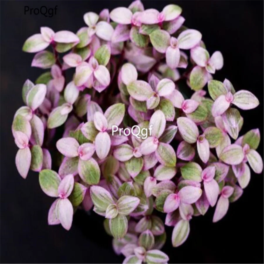 Ngryise 1 шт. набор echeveria yanzhiyun