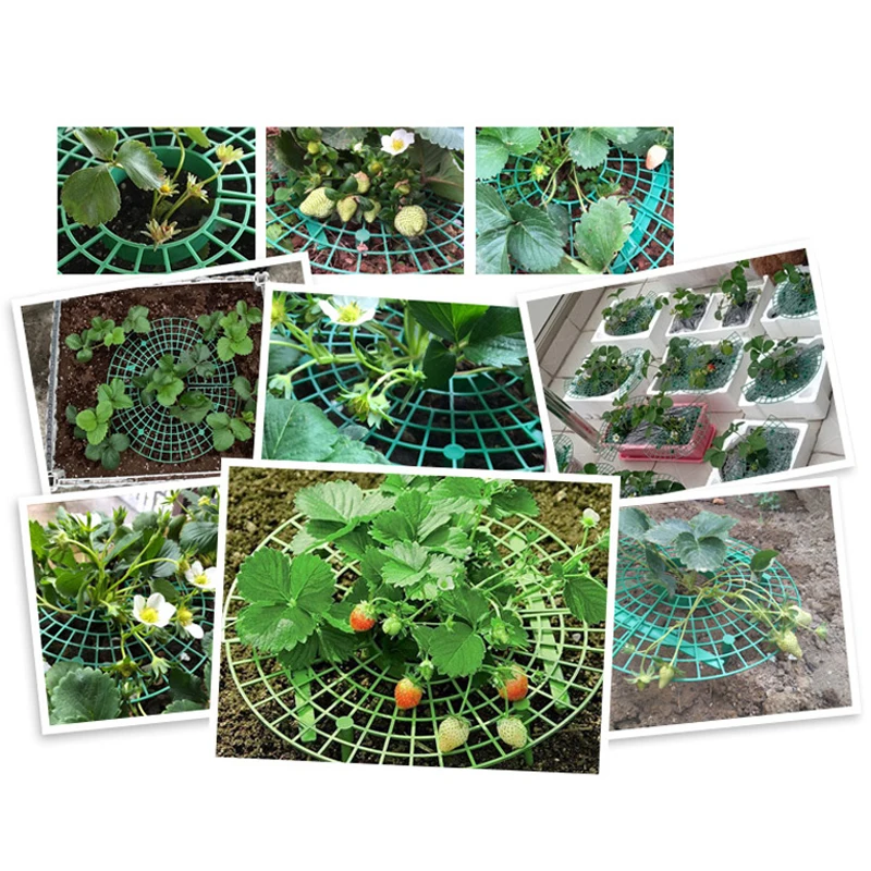 16 Supports Pour Plants De Fraisiers - Plastique Vert Amovible - Éloigne Les Fraises Du Sol, Protège Des Escargots - 3