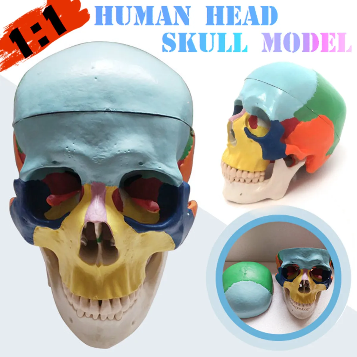 

1:1 Colorful Human Head Skull Skeleton Model Medical Science Anatomy Education Adult Head Skull Skeleton Model Free Shipping
