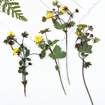 

100pcs Pressed Dried Yellow Wild Strawberry Flowers With Stalk Plants Herbarium For Jewelry Phone Case Bookmark Making DIY